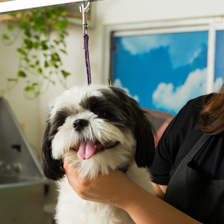 Pet Grooming Insurance Dog Grooming Insurance smei